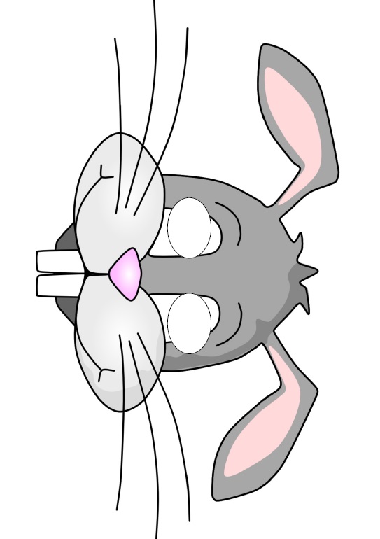 çocuklar için hazır kağıttan Tavşan maskesi şablonu
